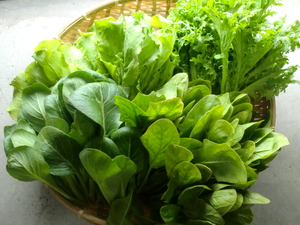 14日の入荷情報　朝霧、芝川、兵庫の無農薬野菜、由比のポンカン、レモン