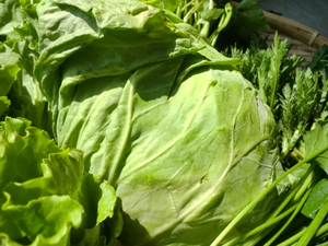 佐藤さんの無農薬野菜入荷しました