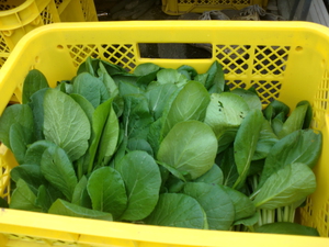 11日は無農薬野菜がたくさん入荷です！