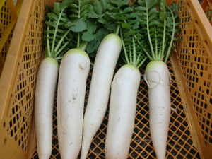 11日は無農薬野菜がたくさん入荷です！