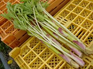 11日は無農薬野菜がたくさん入荷です！