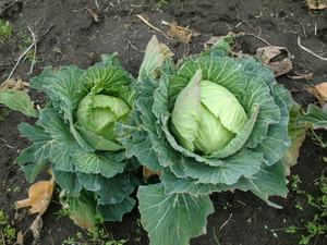 11日は無農薬野菜がたくさん入荷です！