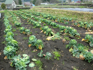 11日は無農薬野菜がたくさん入荷です！