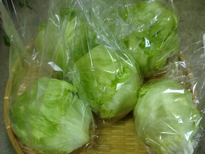 春キャベツ＆玉レタス入荷しました