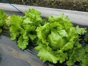 9日　初夏野菜の入荷始まる！
