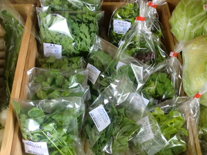 長野のサラダ野菜＆北海道じゃがいも入荷