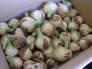20日土曜のおすすめ初夏野菜