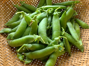 20日土曜のおすすめ初夏野菜
