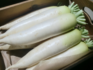 20日土曜のおすすめ初夏野菜