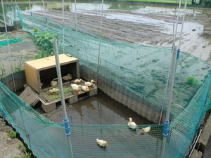 龍田さん、牛尾さんから無農薬野菜たくさん入荷です
