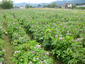 龍田さん、牛尾さんから無農薬野菜たくさん入荷です