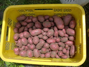 芝川のホクホク新じゃがレッドムーン入荷