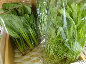 小松菜入荷しました