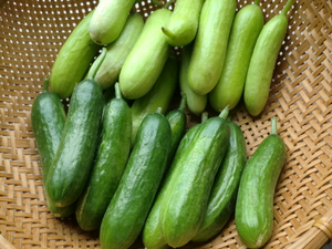 丹波無農薬野菜美味しいのがきました！