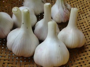 丹波無農薬野菜美味しいのがきました！