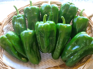 15日は芝川朝採り無農薬野菜入荷