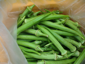 15日は芝川朝採り無農薬野菜入荷