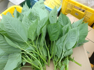 夏バテ防止野菜
