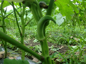 夏バテ防止野菜