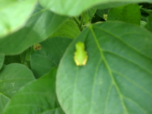 夏バテ防止野菜