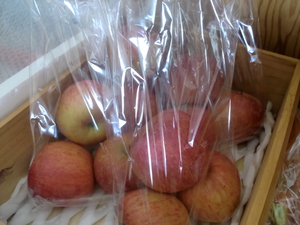 木曜今朝採り無農薬野菜入荷