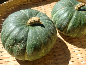 15日は芝川朝採り無農薬野菜入荷