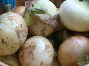 24日朝採り鮮度バツグンな無農薬野菜ぞくぞく入荷してきます！