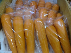 熊本にんじん入荷しました