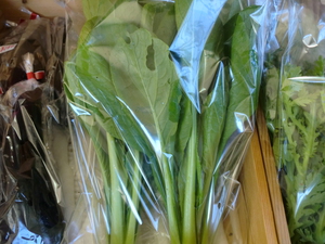 今朝採っていただいた新鮮野菜入荷しました！