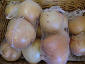 糖度14のとっても甘いりんごふじ入荷　熊本野菜も入荷です