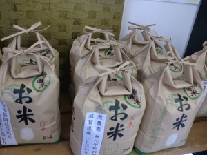 蒸し暑い日に欲しい！甘酸っぱくて爽快な味わい晩柑入荷！