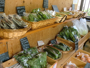 鮮度抜群！早朝採りの新鮮野菜が入荷します