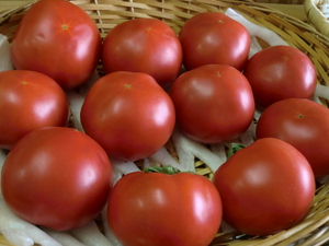 朝霧高原の大玉トマトが旨い！