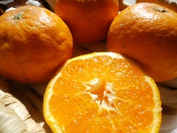 寒さが逆戻り　ビタミンCをたっぷり摂ろう　7種の柑橘で美味しく免疫アップ