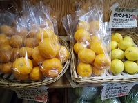 寒い週末　冬の野菜と果物が免疫力を上げる効果　旬を食べて寒さ対策を
