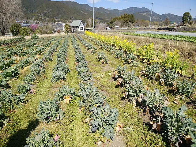 春の芝川龍田さんの畑