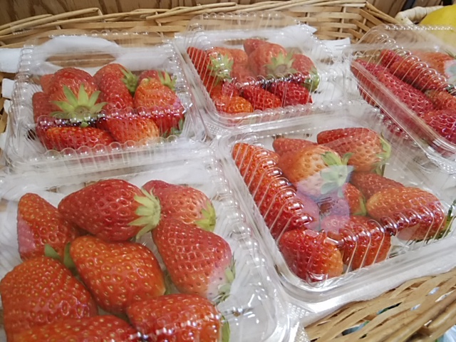 まもなく収穫終了　朝採り　苺あきひめ　1,2日入荷します