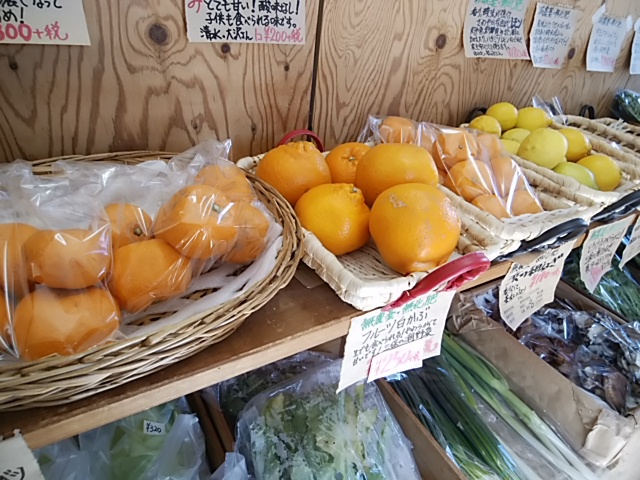 人気の柑橘4種入荷　開店にギリギリ間に合った
