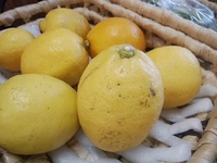 無農薬レモン販売持続できるか　静岡レモン今年は豊作の予感！
