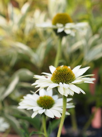 夏の花屋より☆