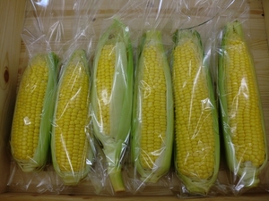 明日も入荷します