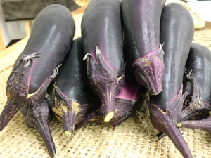 もう秋茄子？