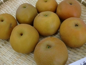 りんご初入荷