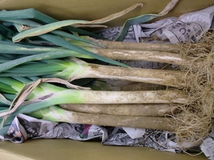とろける八ヶ岳の無農薬白ねぎ入荷