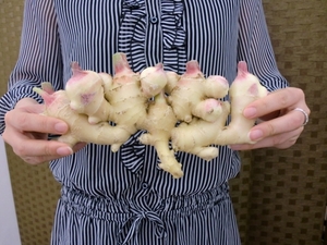 ひとかじりでポカポカするスゴイ生姜