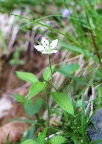 木陰で