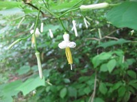 丸まって
