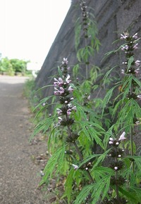 母の草