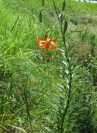 珠芽を付ける
