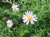花だけ出して
